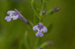 Drummond's false pennyroyal